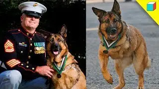 Este PERRO SALVÓ A Su Amo En Vietnam | TheRandomBox