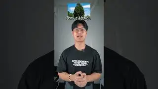 3 Oldest Trees in the World
