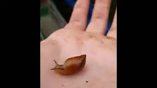 🐌