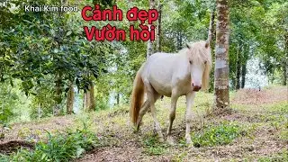 Cảnh đẹp vườn hồi lâu năm sai chĩu quả ở Bình Gia