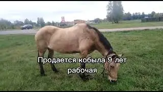 Смотрим Лошадок.