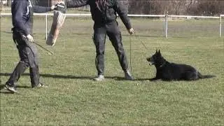 Baxa z Get Pet