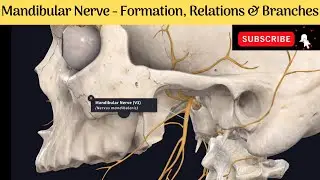 Mandibular Nerve | Formation | Course | Relations | Branches 