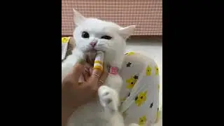 CAT TRAINING | HOW TO TRAIN YOUR CAT | CAT VIDEOS | HONEST CAT | MEOWMEOW | #shorts