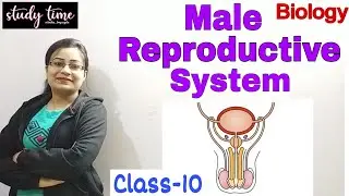 Male Reproductive System| Structure of Testis| #Reproductive System | ICSE & CBSE Class-10 Bio