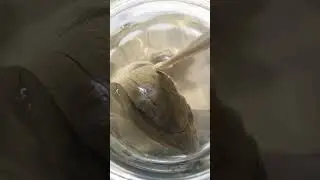 АSMR колка Уралочки.