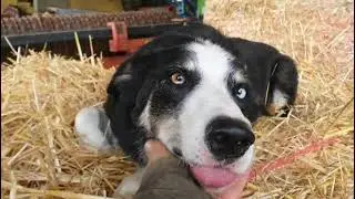 BORDER COLLIE JUMPS BETWEEN THE BALES #bordercollie #france