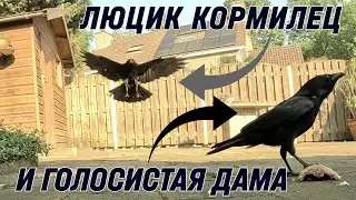 ЛЮЦИК КОРМИЛЕЦ И ГОЛОСИСТАЯ РЕМОЧКА) 