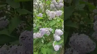 Я знаю только одно... 