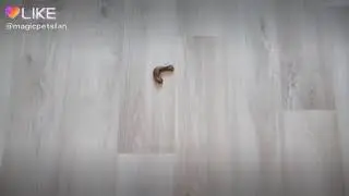 Каждый пёсик такой