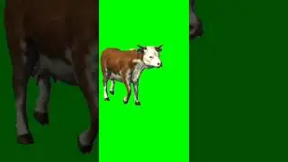 cow green screen 