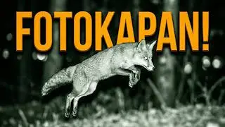 Fotokapan görüntülerimizden kısa kesitler OCAK 2020