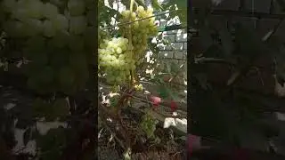 Зреет-зреет виноград