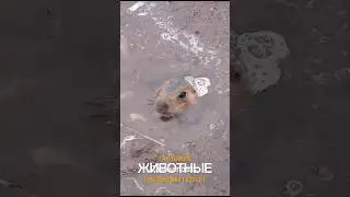 The marmot's hole was flooded. This is how wild animals survived the floods.