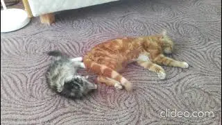 Хроники котянства: лето.