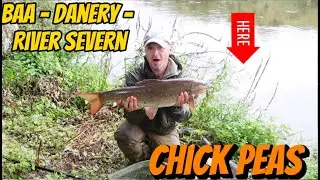 River Severn - BAA - Danery Stretch (Chick Peas) Barbel & Chub caught close in to the bank 😳🤫😉😀