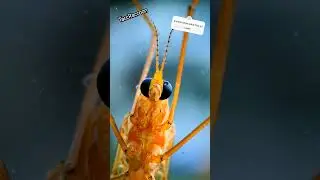 BUG