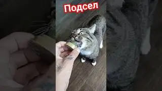 #залетит #cat #кошачьямята #кот #котик #котики #подпишись #cute #другой #топ