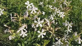 Мыльнянка (Saponaria) -- мыльная трава