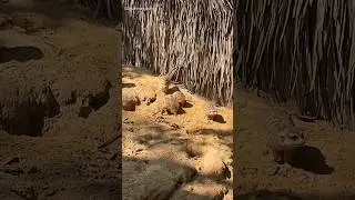 Animal #jungle #zoo #travel #animallover #shorts #shortsvideo #youtube #gujjuinhongkong #funny #reel