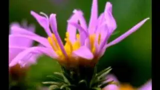 The Earth Is Filled - by Sister Janet Mead