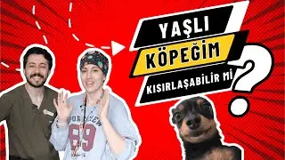 YAŞLI KÖPEĞİM KISIRLAŞABİLİR Mİ?
