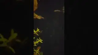 Fisk