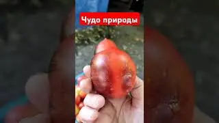 Чудо природы...