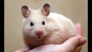Сирийский хомяк
