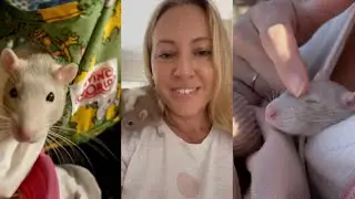 Tribute to Lilac the Rat ❤️❤️‍🩹😢😔