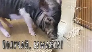 Чем бы свиня не тешилась