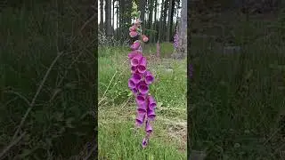 Наперстянка червона (Digitalis purpurea) отруйна рослина #flowers