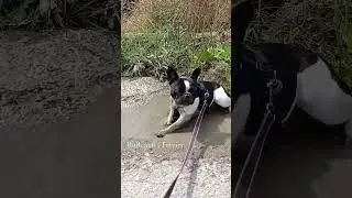 Когда стало жарко. Французский бульдог. #bulldog #funnydogs #pets #frenchiemoment #puppy #собака