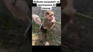 Брадкрафт #бибизян #обезьяна #рофл #пон #бибизяны #мем #прикол #брадки #мемы #monkey
