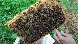 Подсаживаю матку ИО