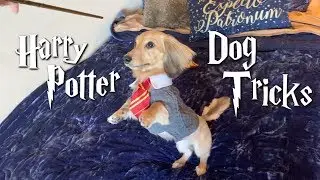 my dog only responds to Harry Potter spells.