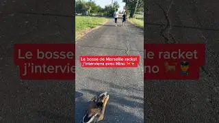 Ça c’est le boss de Marseille ? 😂 #chien #malinois #nino #dog #police