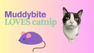 Muddybite LOVES catnip!