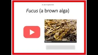 Fucus