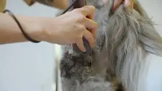Wahl KM10+ Clipper