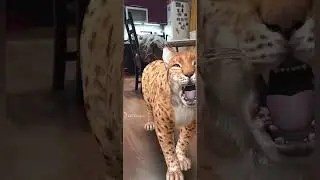 квартивная потусовка