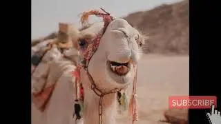 camell video#@3 September 2021@CUT CUT ANIMAL KIDS##$