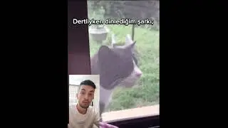 Kedi Şarkı Söylüyor #kediler