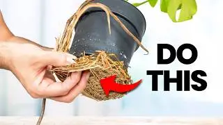 10 MUST DO Plant Tasks in September
