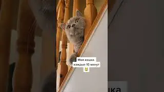 😂 МОЯ КОШКА КАЖДЫЕ 10 МИНУТ 😂 #shorts