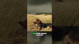 Meet the Huntaway - From Hardworking Herder to Lovable Household Companion!