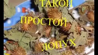ЛОПУХ   РЕПЕЙНИК-ОТ ВСЕХ БОЛЕЗНЕЙ!!!!
