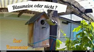 Blaumeise oder nicht  Fragezeichen