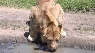 Drinking Lion Masai Mara