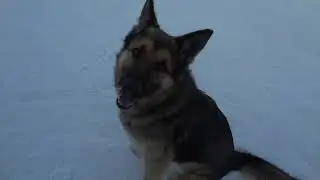 Весёлый Тёмка